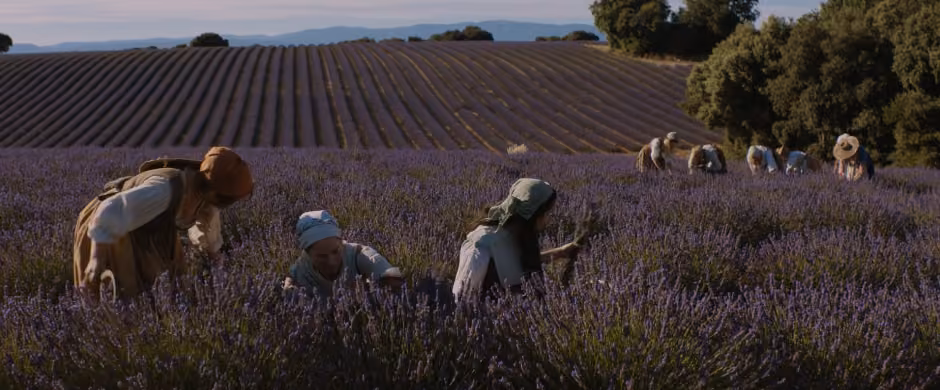 lavender